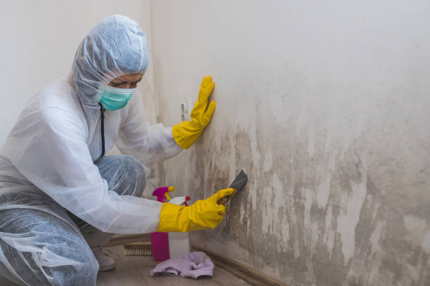 Best Mold Remediation for Healthcare Facilities  in Greenville, OH